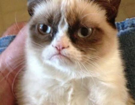 Grumpy Cat unimpressed by someone else's birthday.