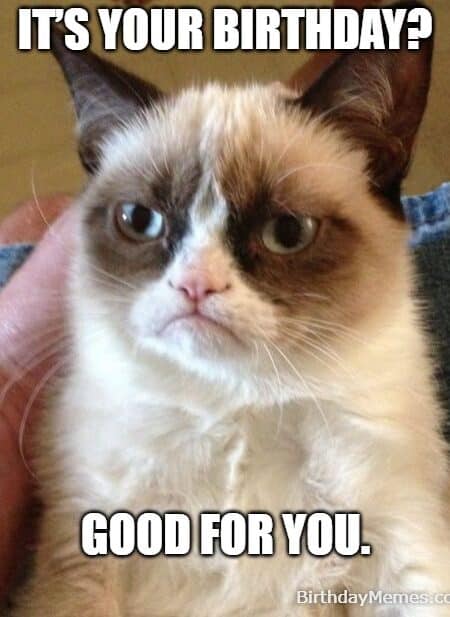 Grumpy Cat unimpressed by someone else's birthday.