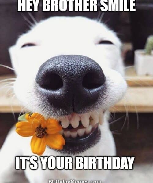 dog holding flower in mouth smiling wide with text saying hey brother smile it’s your birthday