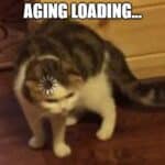 loading circle on cat