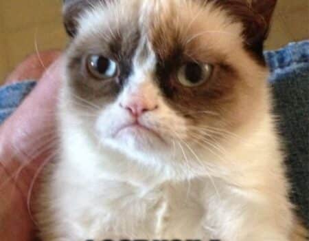 A grumpy-looking cat with text: 'Happy Birthday! I got you a smile... it expired.'