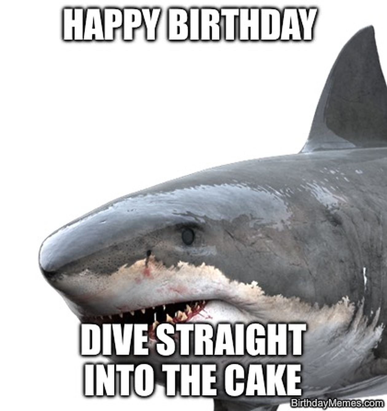 A realistic shark with the text 'Happy Birthday. Dive straight into the cake.'