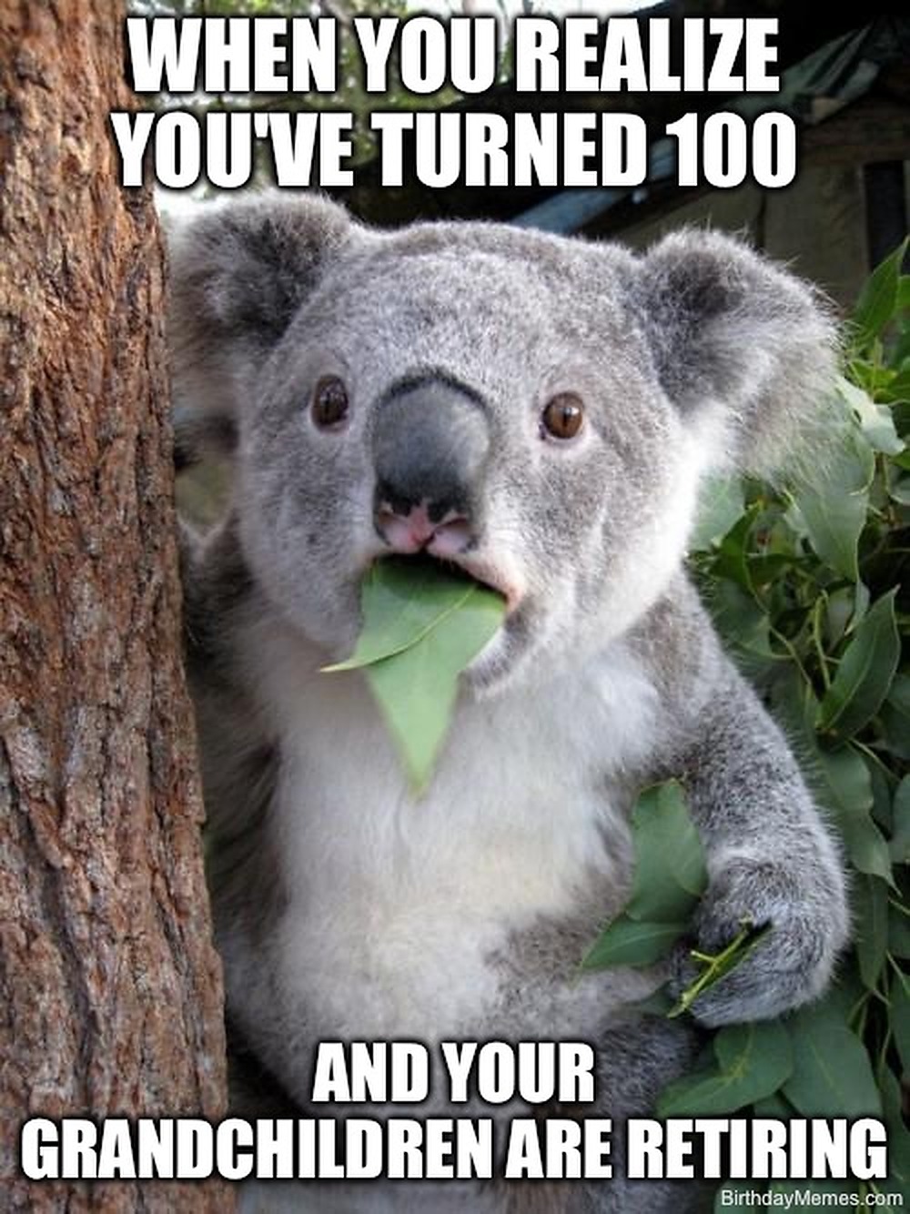 Surprised koala with text that reads, "When you realize you've turned 100 and your grandchildren are retiring."